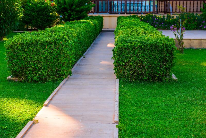Pathway to house with hedges on either side