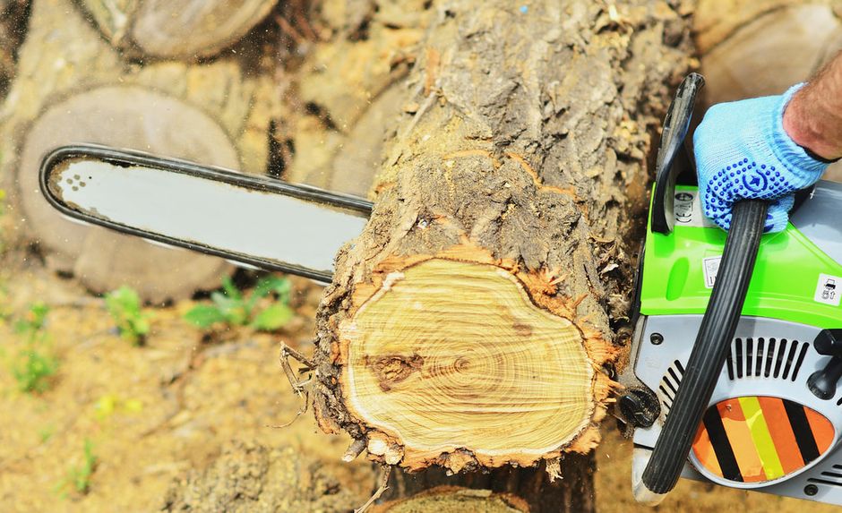 Chainsaw cutting through fallen tree trunk
