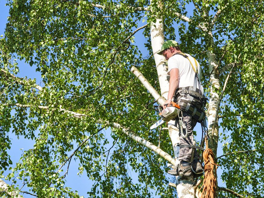 Man up a tree holding chainsaw