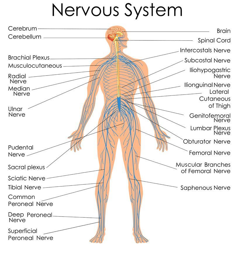 Click to Enlarge Muscle Testing - Dr. Louis Granirer Holistic Chiropractor The Central Nervous System Leading Muscle Tester in Kingston Ulster County NY 12401