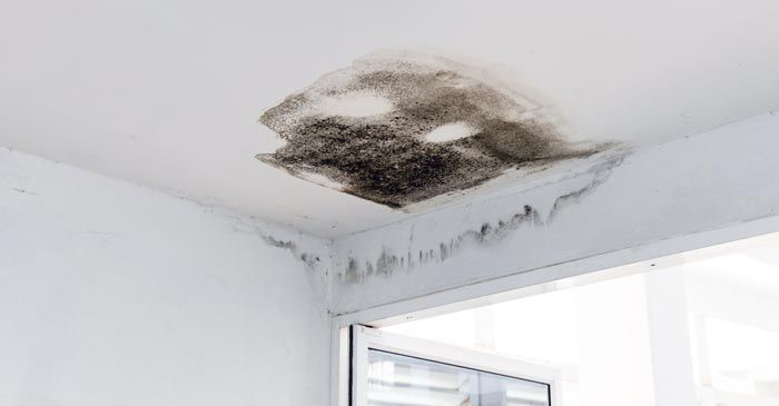 Mold Infection Remedies - Dr. Louis Granirer Holistic Chiropractor