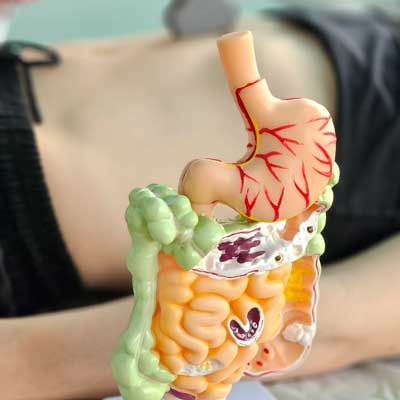Colorful anatomical model of the digestive system with Ulcers and Upper Digestive Pain