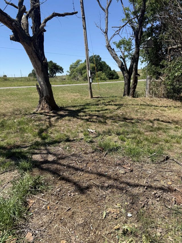 Sparse trees in a sunny grassy field under a clear blue sky
