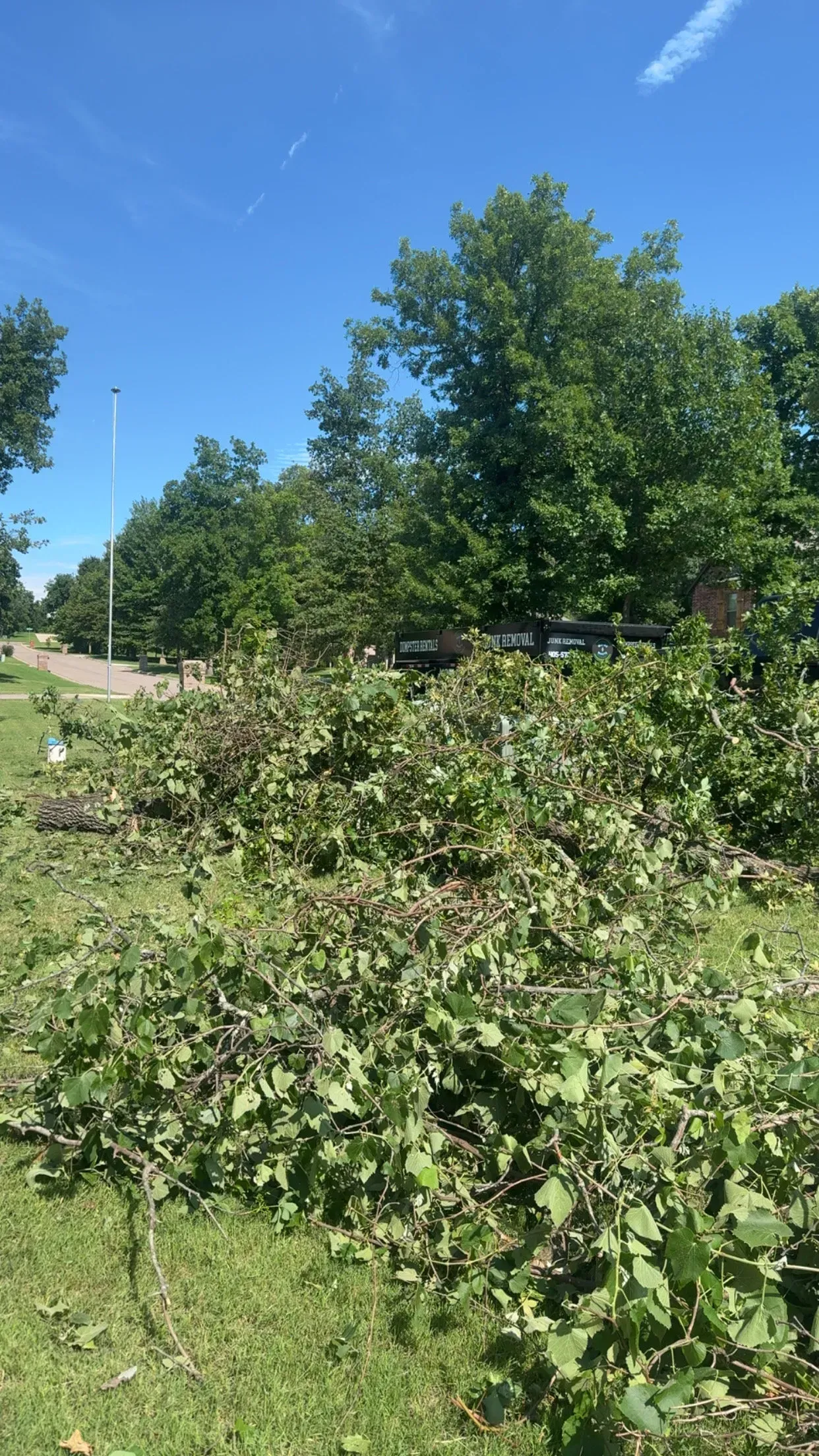 Overgrown green shrubs and trees under a bright blue sky in a sunny outdoor area