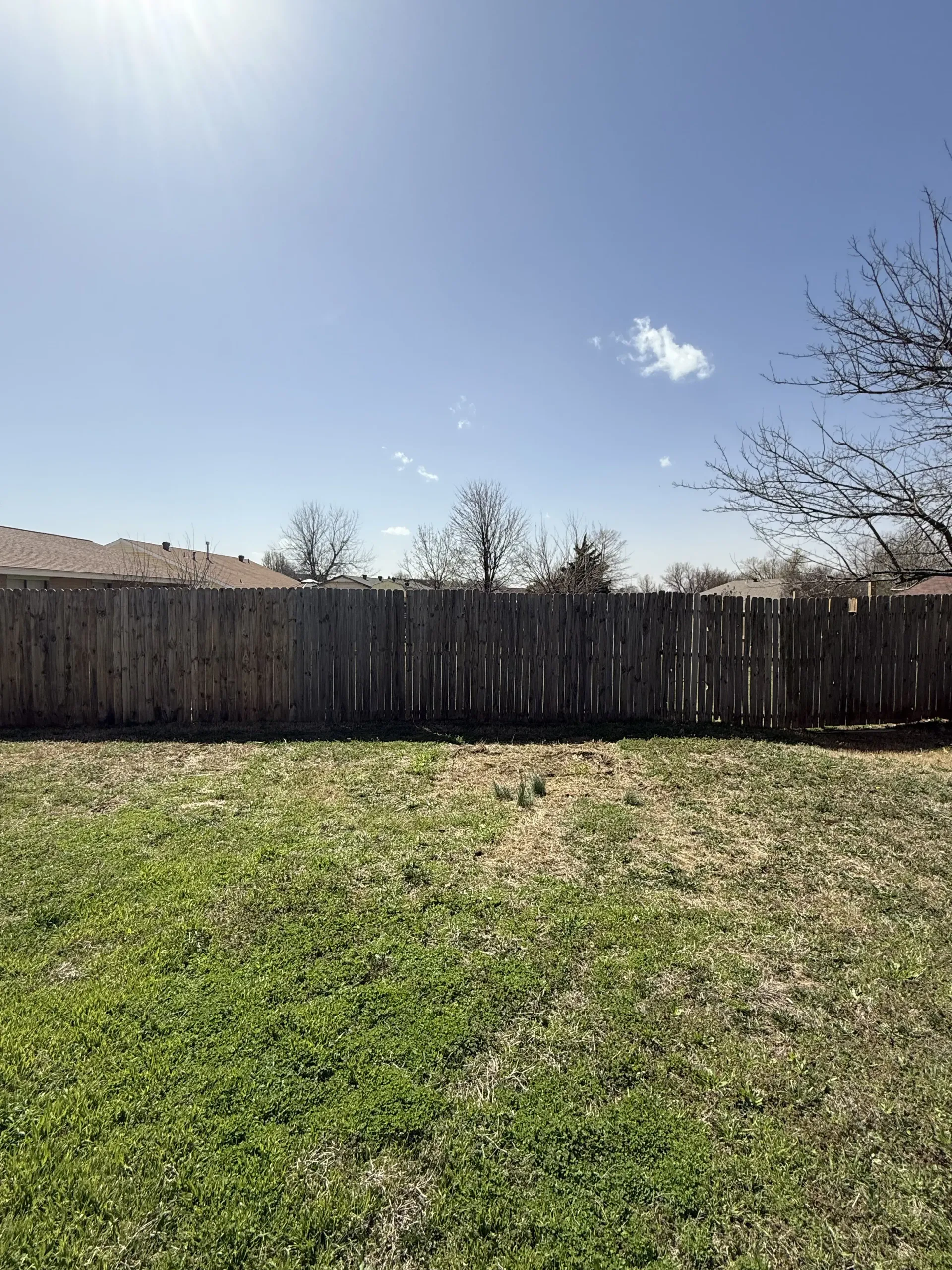 Backyard with green grass, wooden fence, leafless trees, and a clear blue sky
