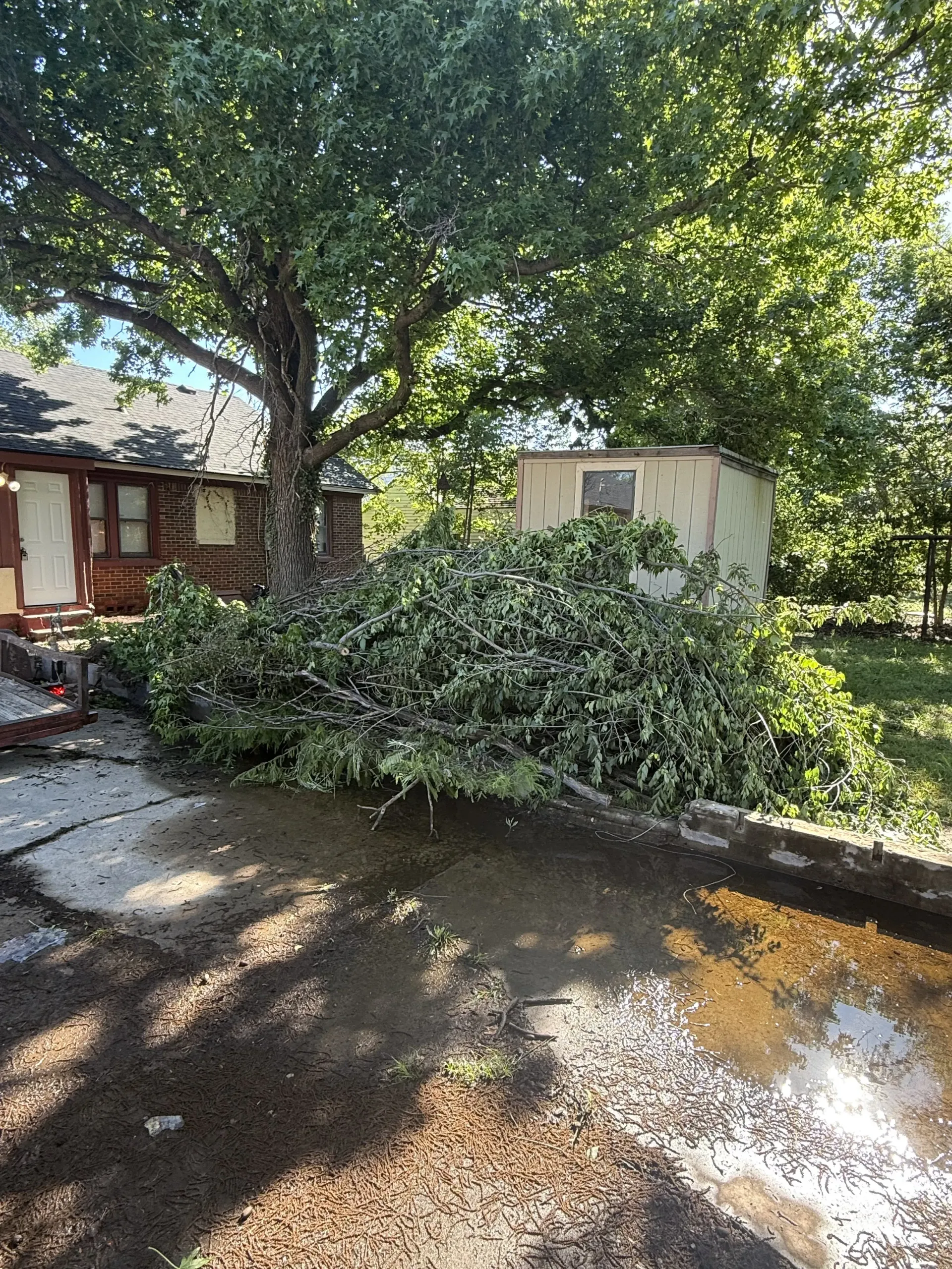 Tree-shaded backyard with a small house, dense shrubs, and sunlit pavement after rain
