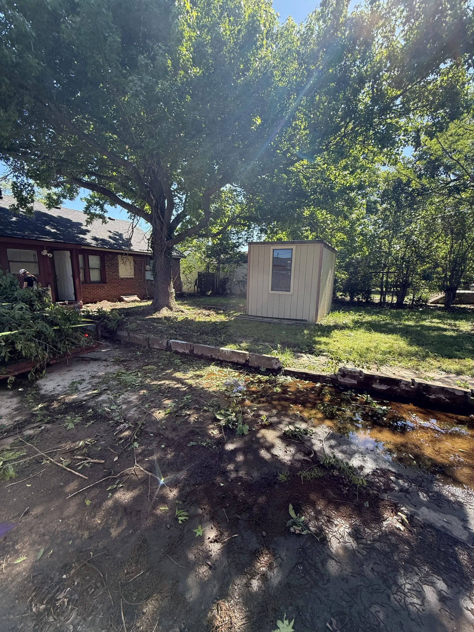 Sunny backyard with a large tree, a small shed, and a house casting dappled shade on the ground