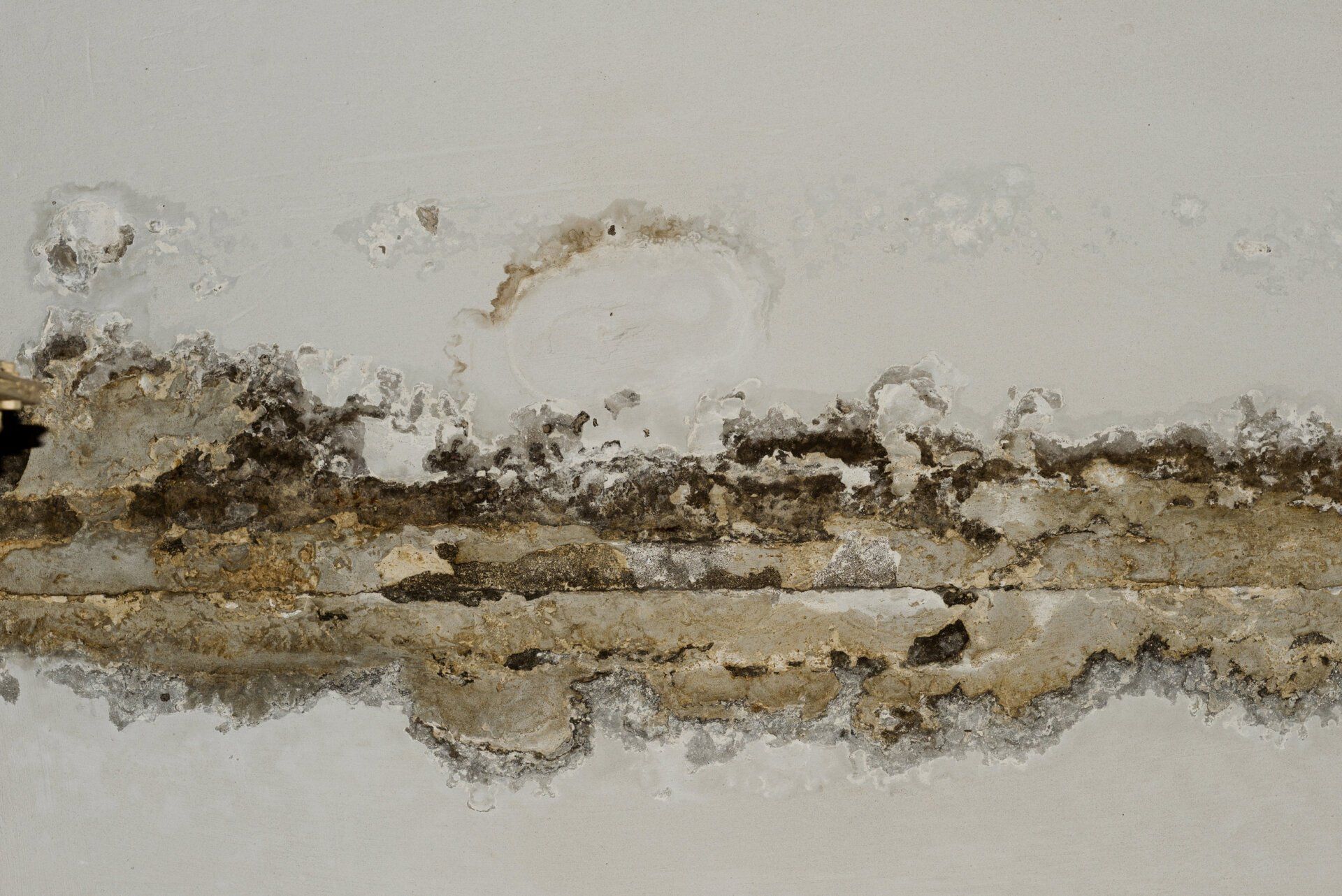 Mold Remediation