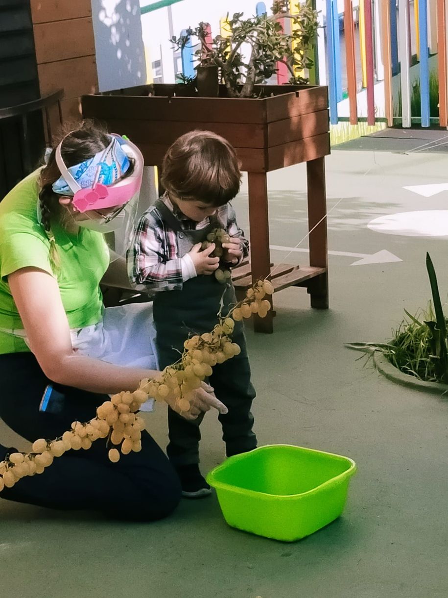 Un adulto e un bambino esaminano una pianta d'uva all'aperto.