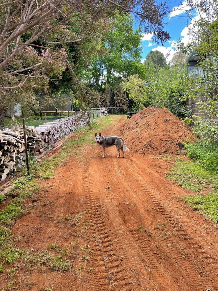 Photo of a Dog — About Time Plumbing & Civil Construction in Moss Vale, NSW