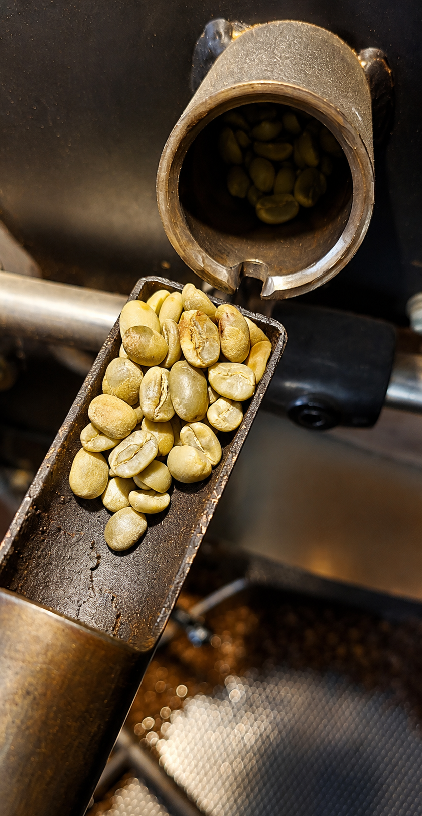 Close-up of coffee beans being sorted through a metal machine chute.