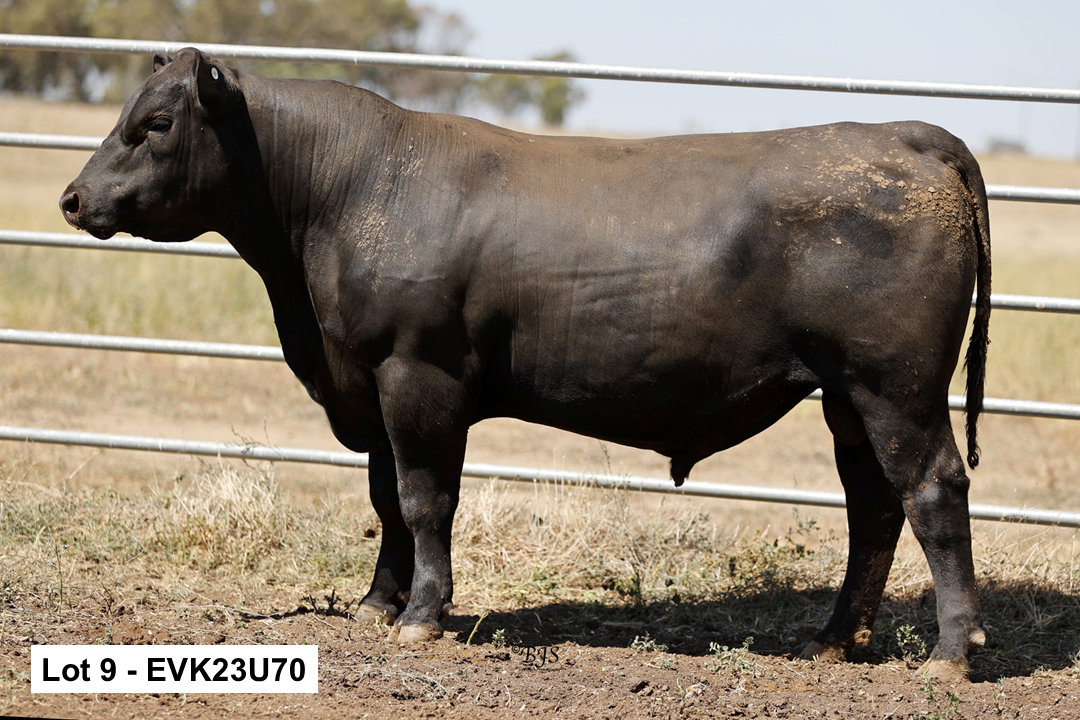 2025 bull sales - Fernhillangus.com.au