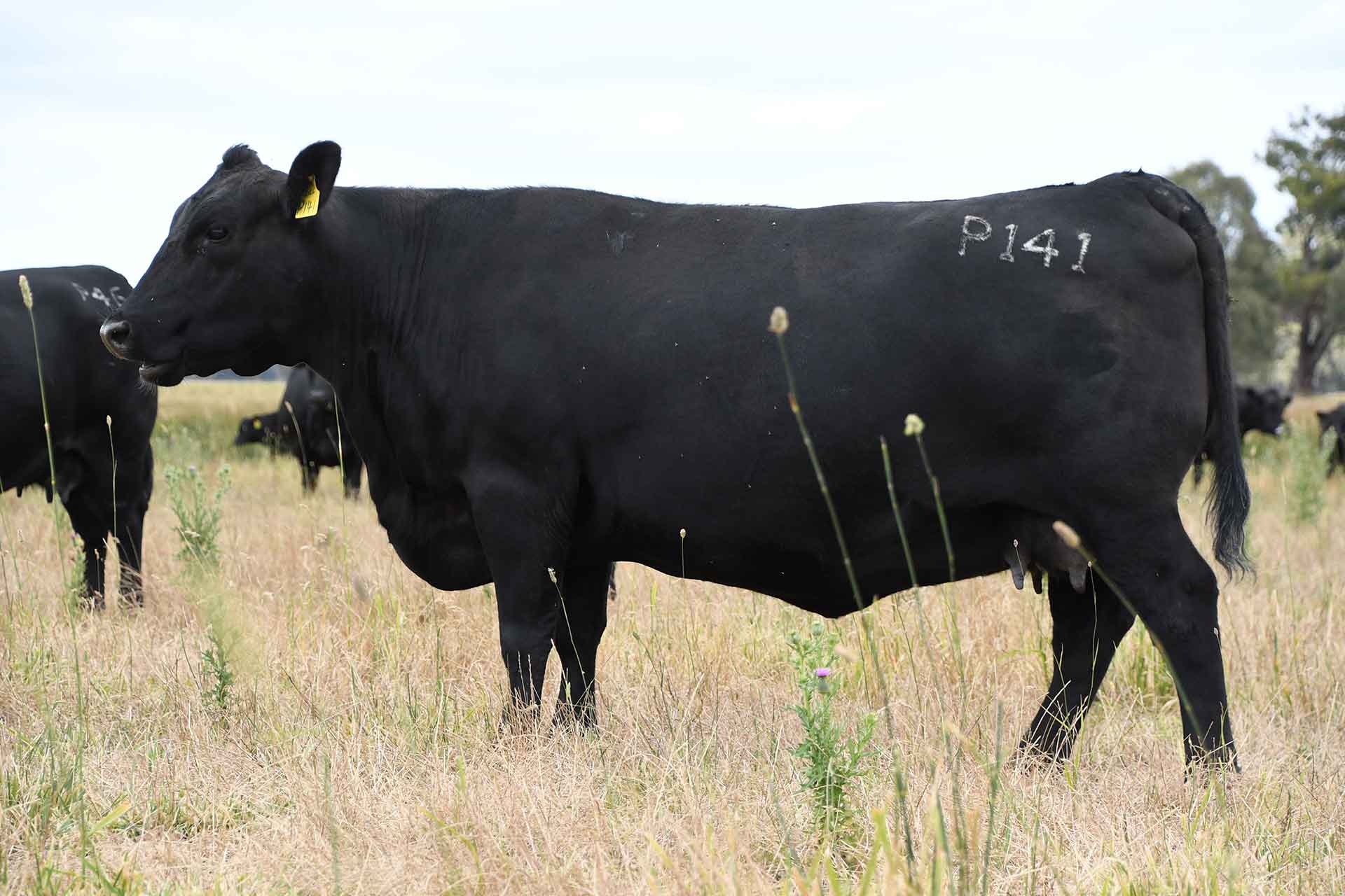 cows