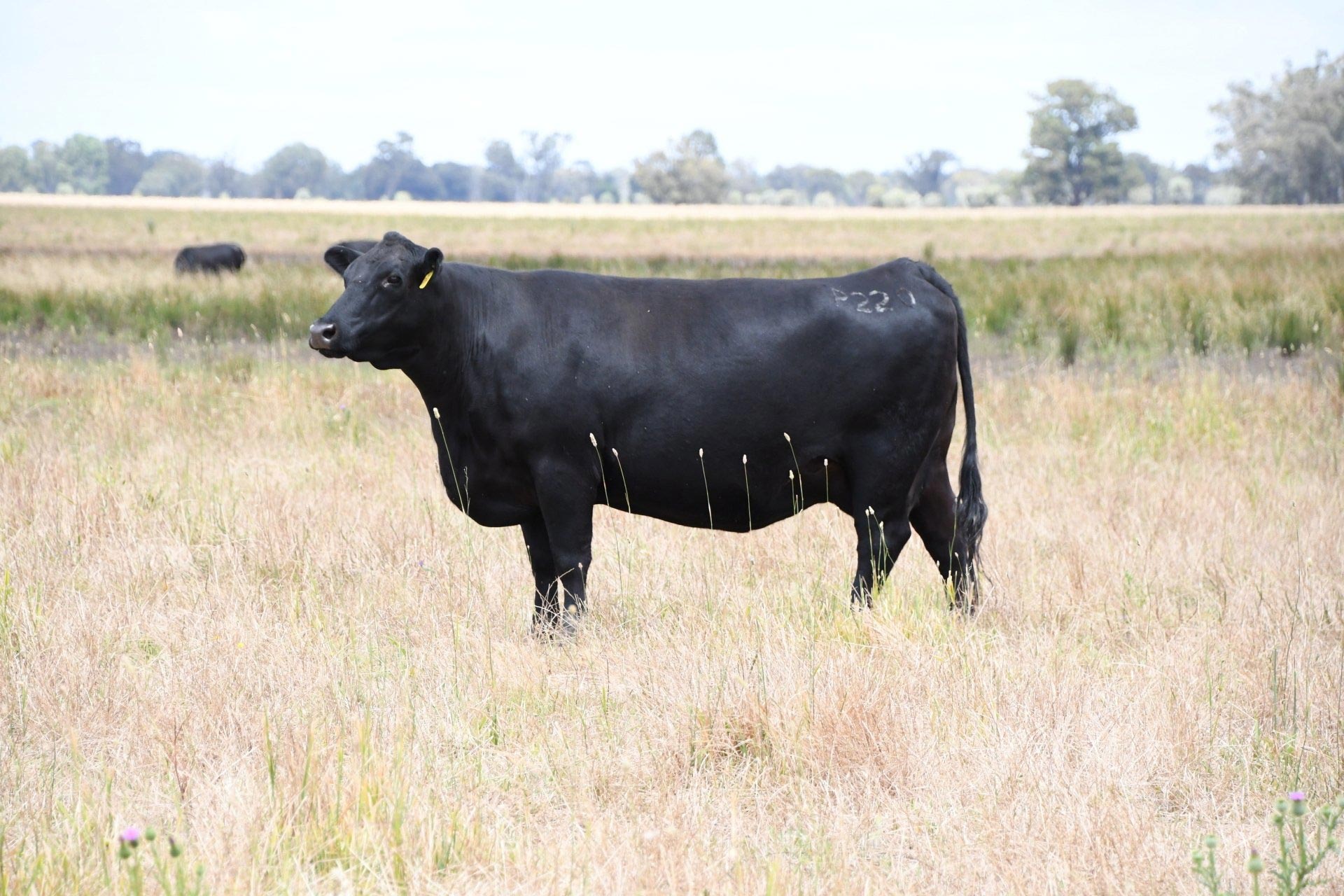Bull