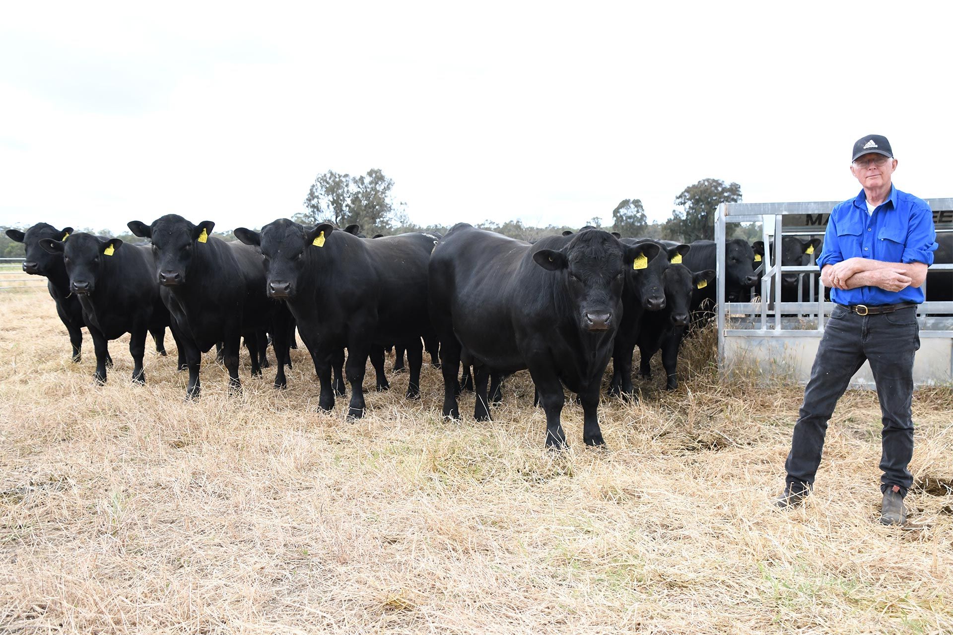 A man with cows