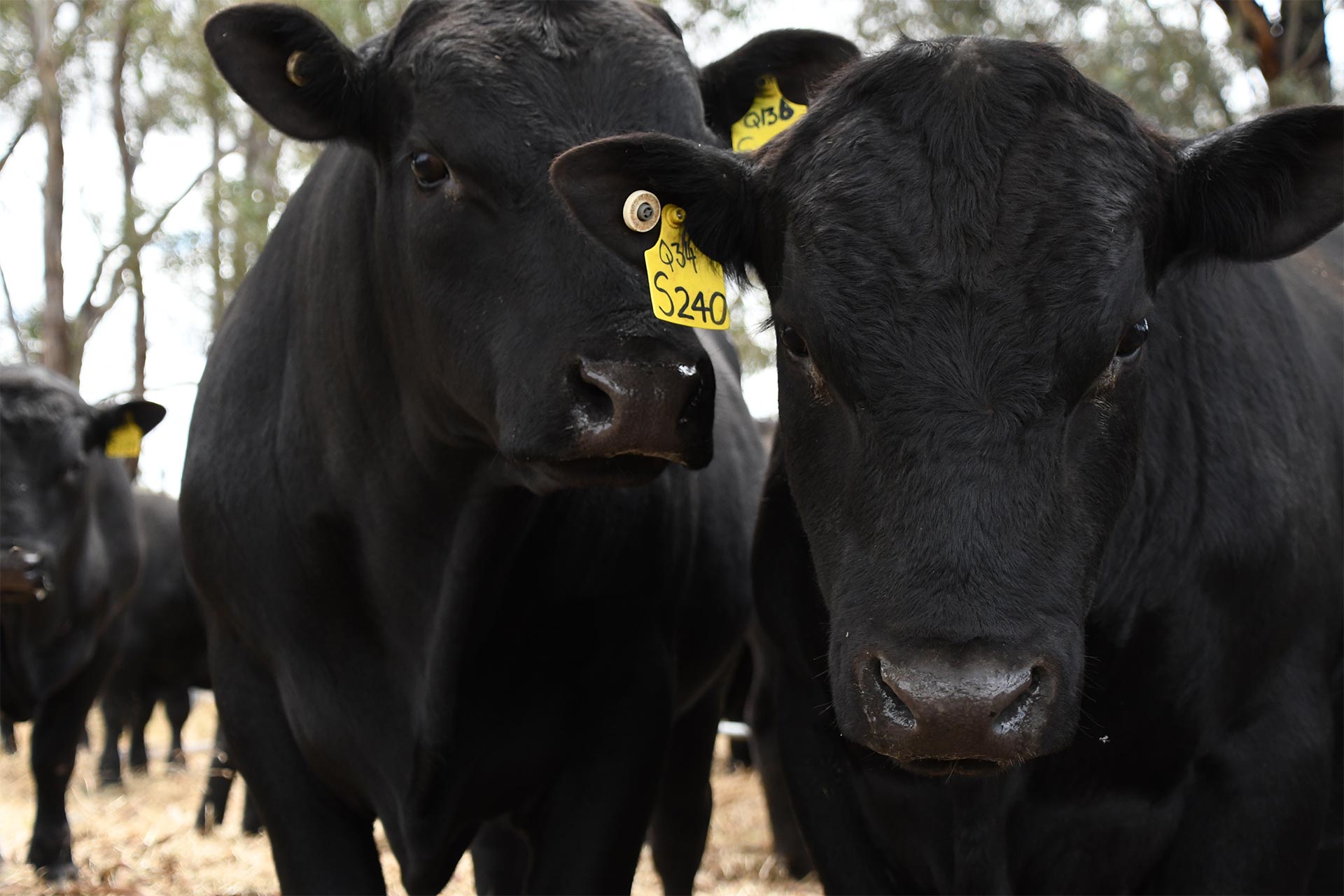 cows