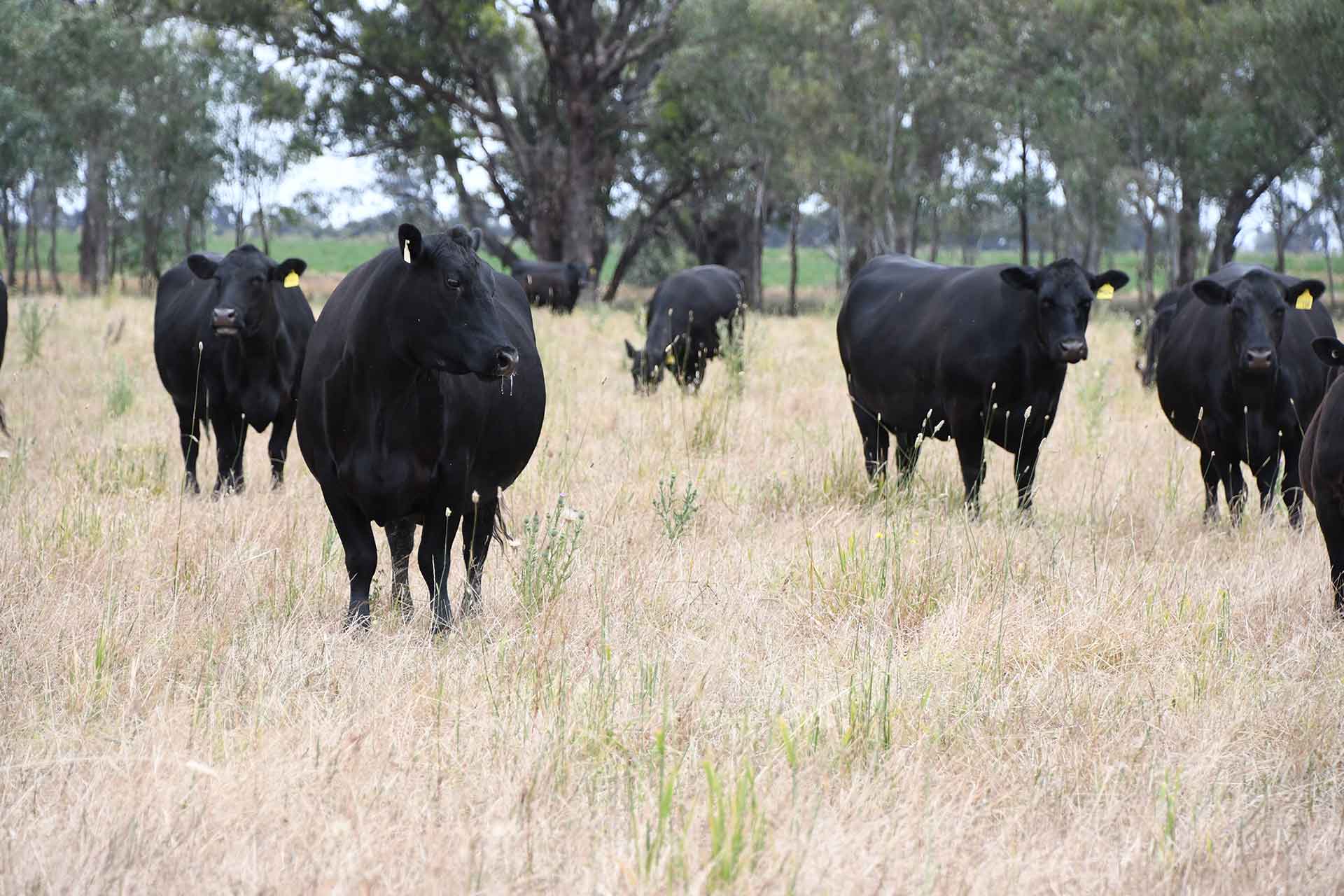 Female cows
