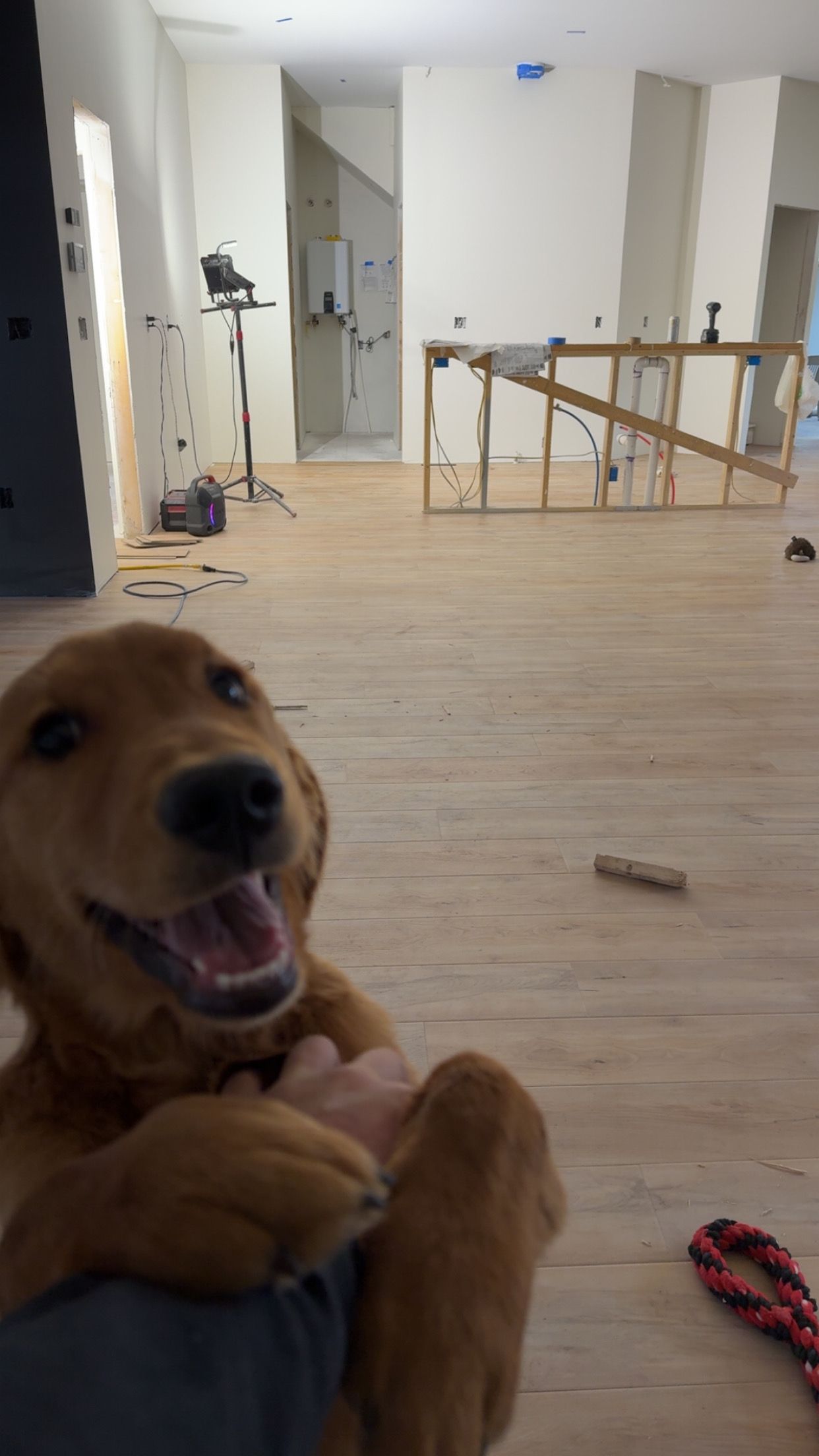 Golden retriever in the foreground of a bright, unfinished room with wooden floors and a baby gate in back