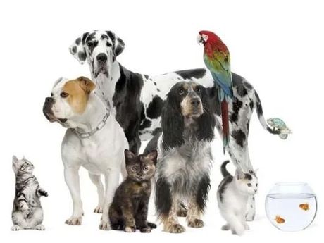 Cani, gatti, un pappagallo e una boccia per pesci raggruppati su uno sfondo bianco.