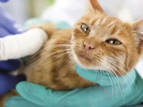 Un gatto arancione viene tenuto in braccio da mani guantate, con un'espressione a disagio.