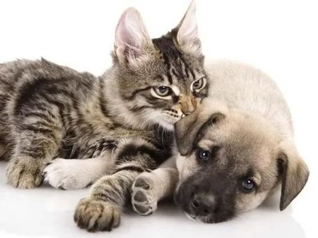 Un gattino tigrato coccola un cucciolo color beige addormentato su uno sfondo bianco.