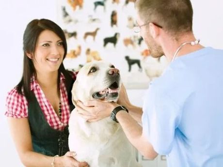 In una clinica, un veterinario esamina un cane bianco mentre una donna sorridente osserva.