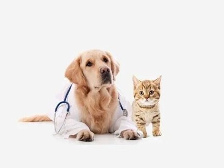 Un golden retriever e un gatto soriano arancione con lo stetoscopio su sfondo bianco.