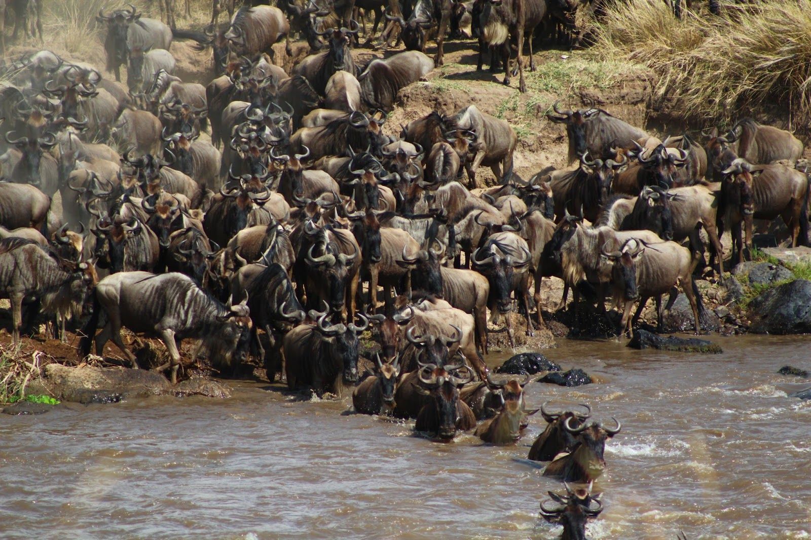 14 Day Once in a Lifetime, Great Migration & Primates of Rwanda Tour