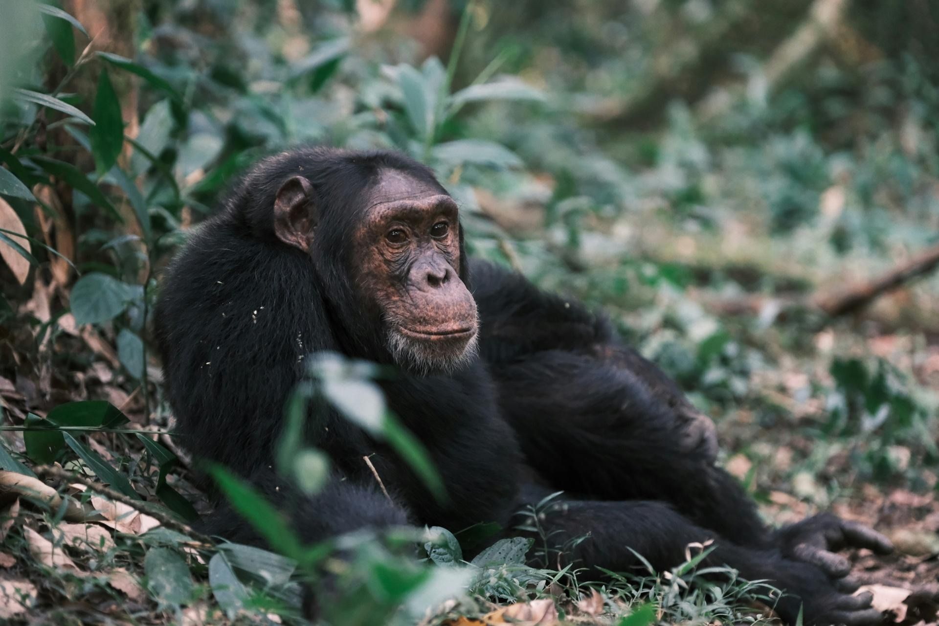7 Day Primate Trail: Rwanda's Wild Heart & Living History