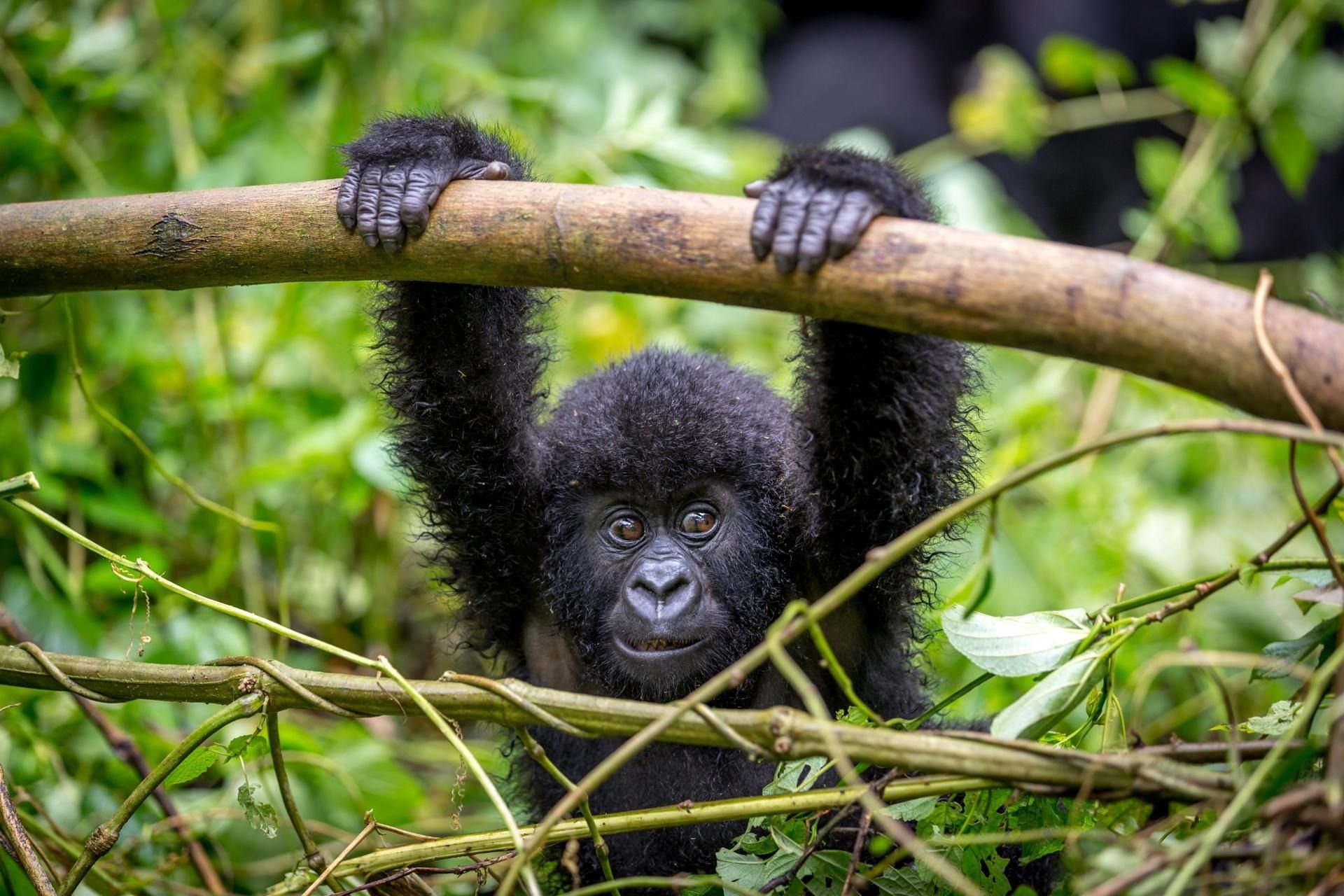 4 Day Gorillas in the Mist Tour of Rwanda