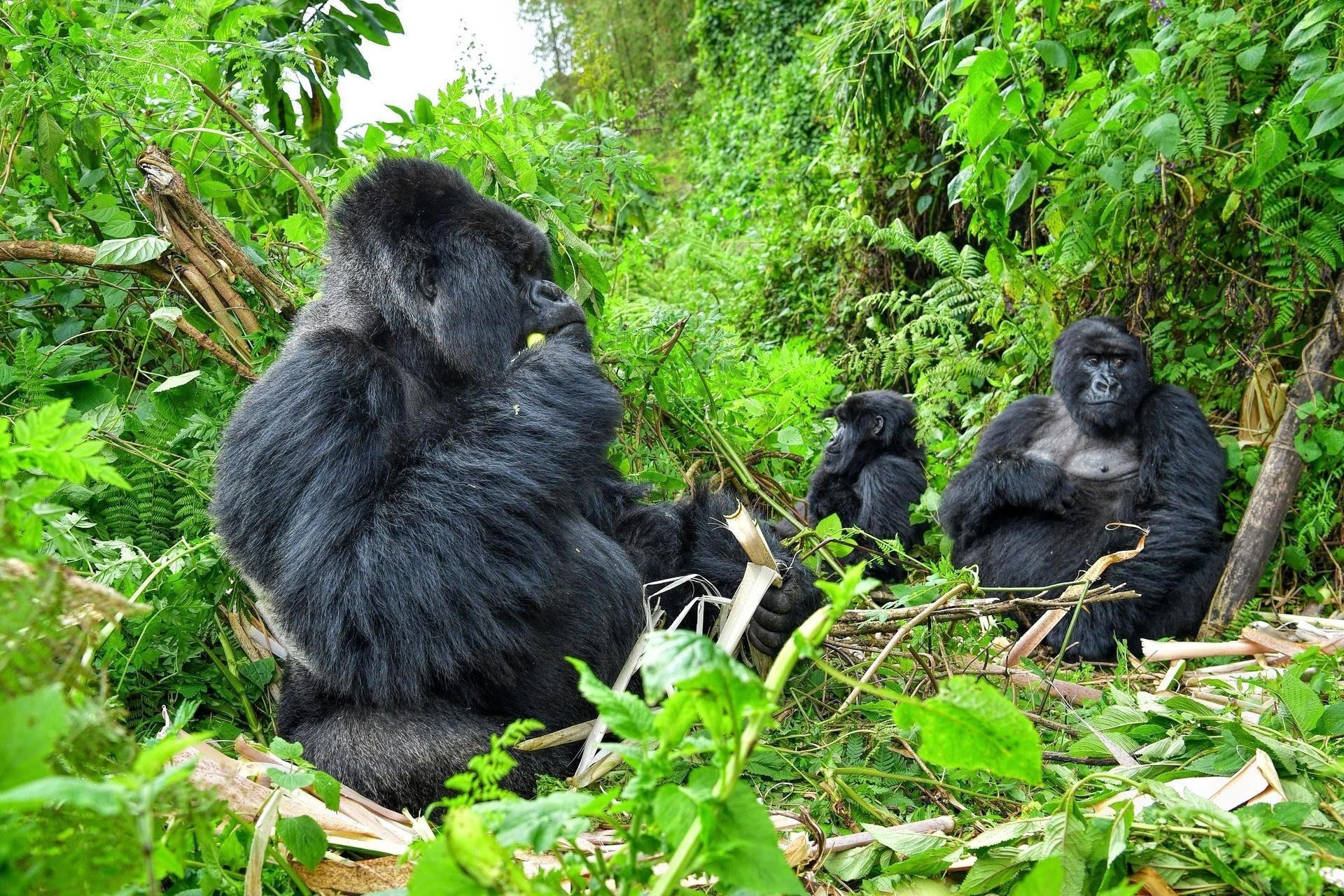 4 Day Gorillas in the Mist Tour of Rwanda