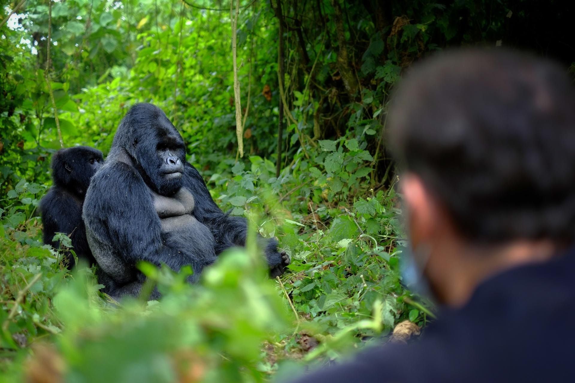 4 Day Gorillas in the Mist Tour of Rwanda
