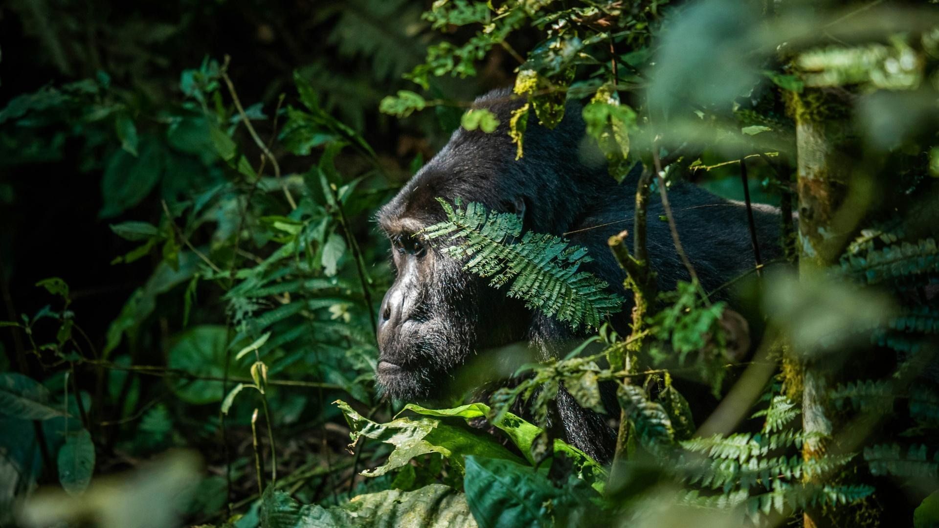 Uganda in 6 Days: The Rwanda Shortcut to Gorillas, Chimps & Big 5