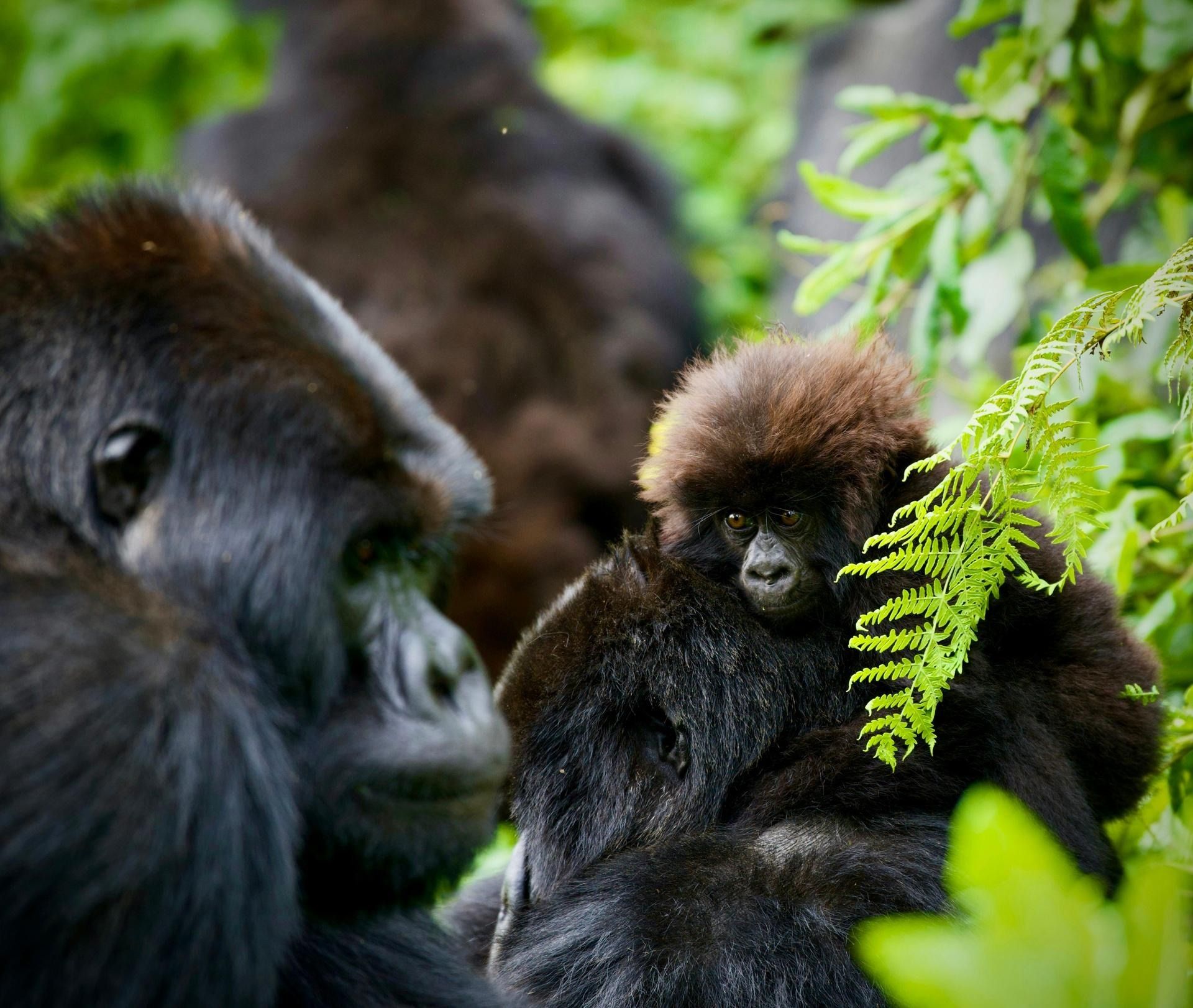 4 Day Gorillas in the Mist Tour of Rwanda