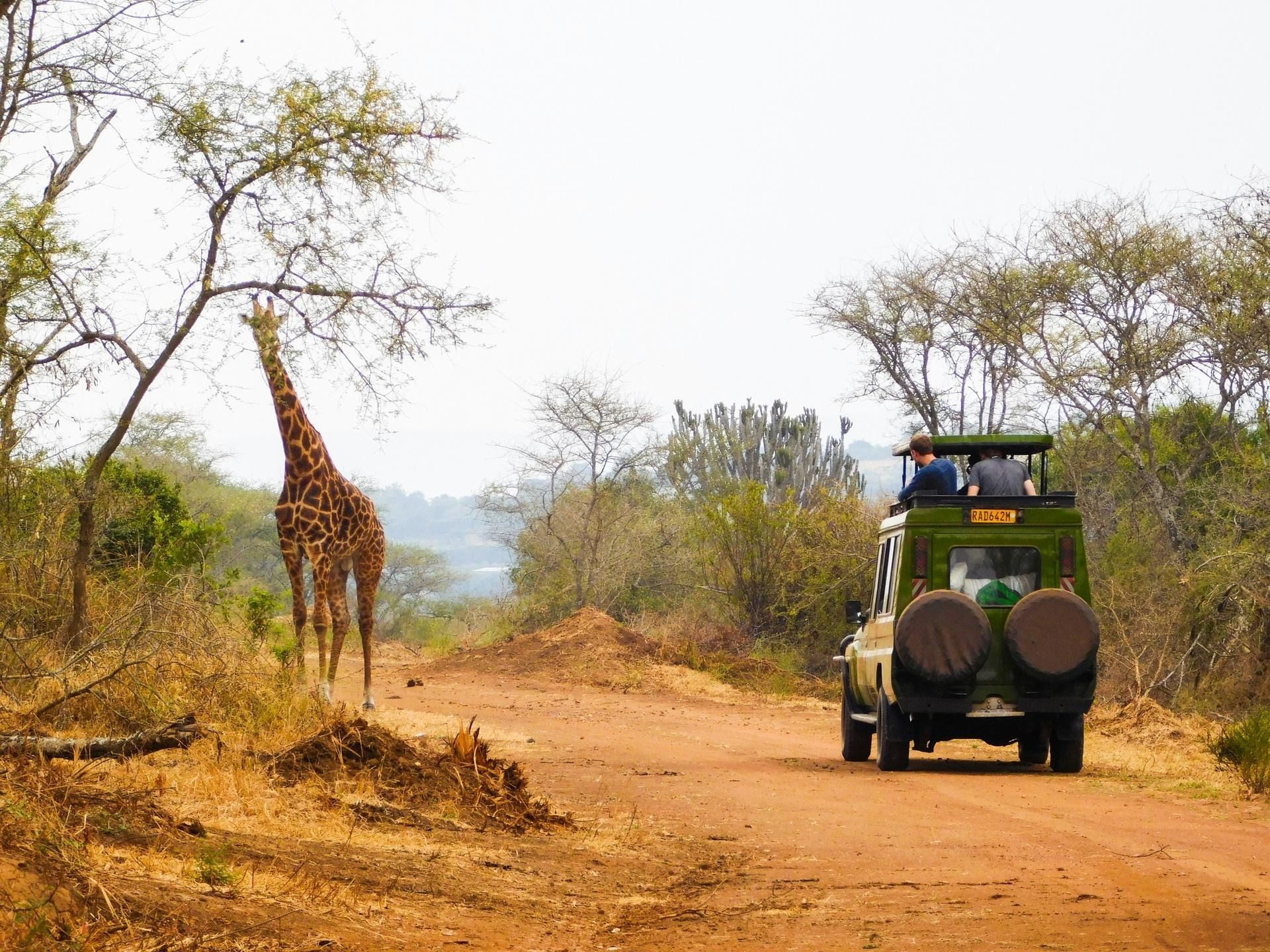 14 Day Once in a Lifetime, Great Migration & Primates of Rwanda Tour
