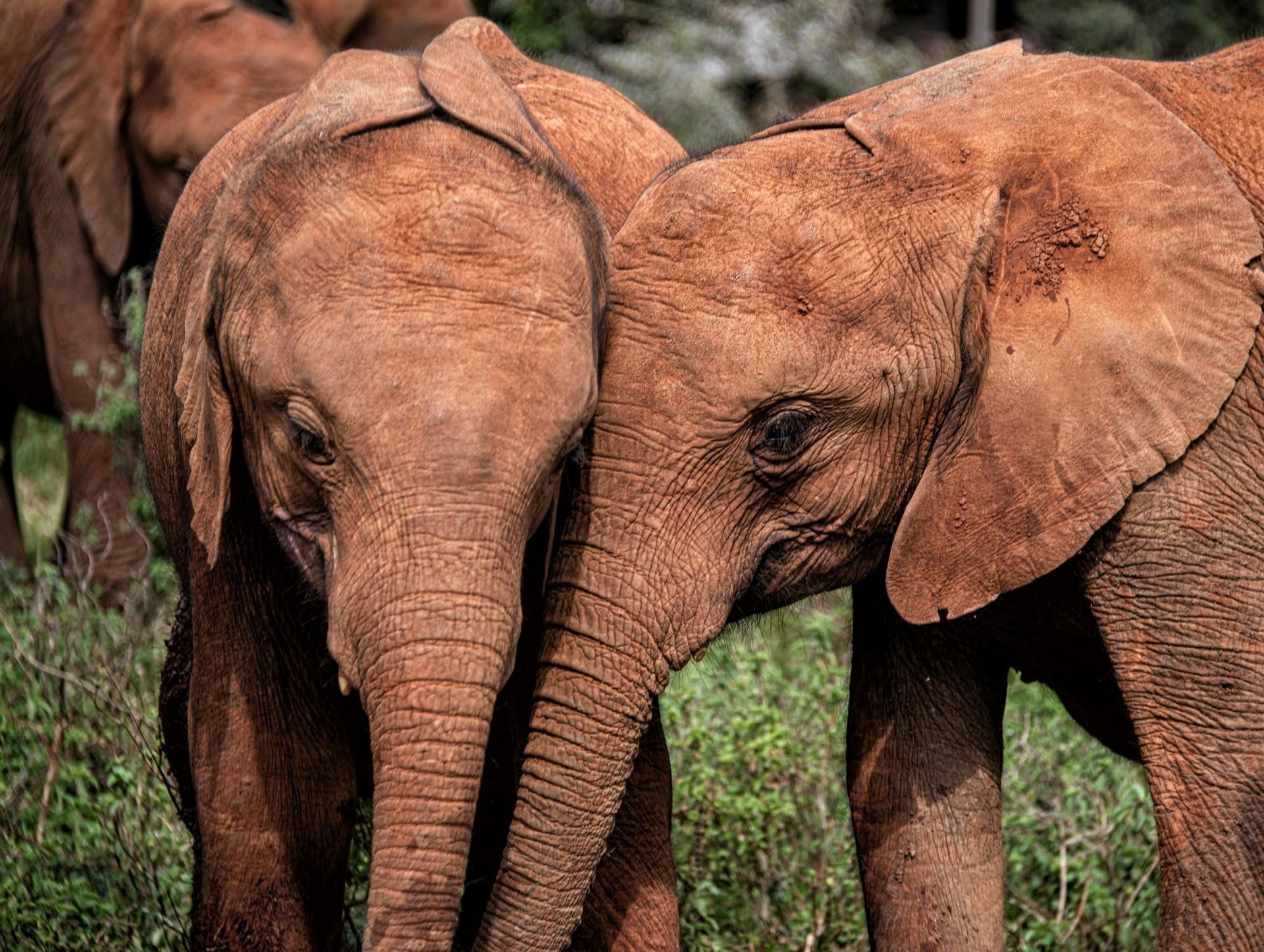 15 Day East Africa Extravaganza