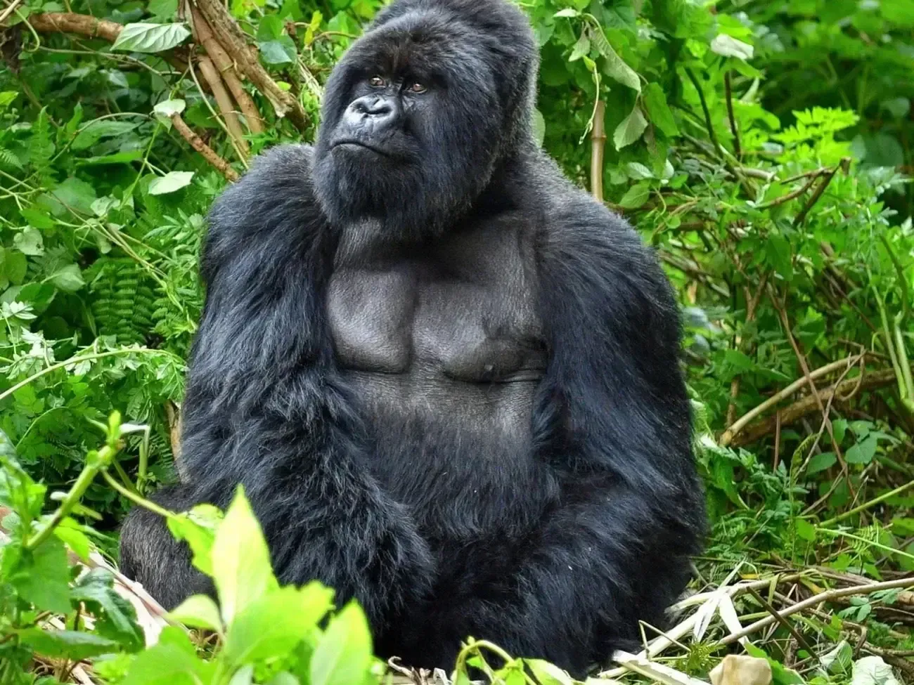 10 Day remarkable Rwanda: The complete Journey & Story