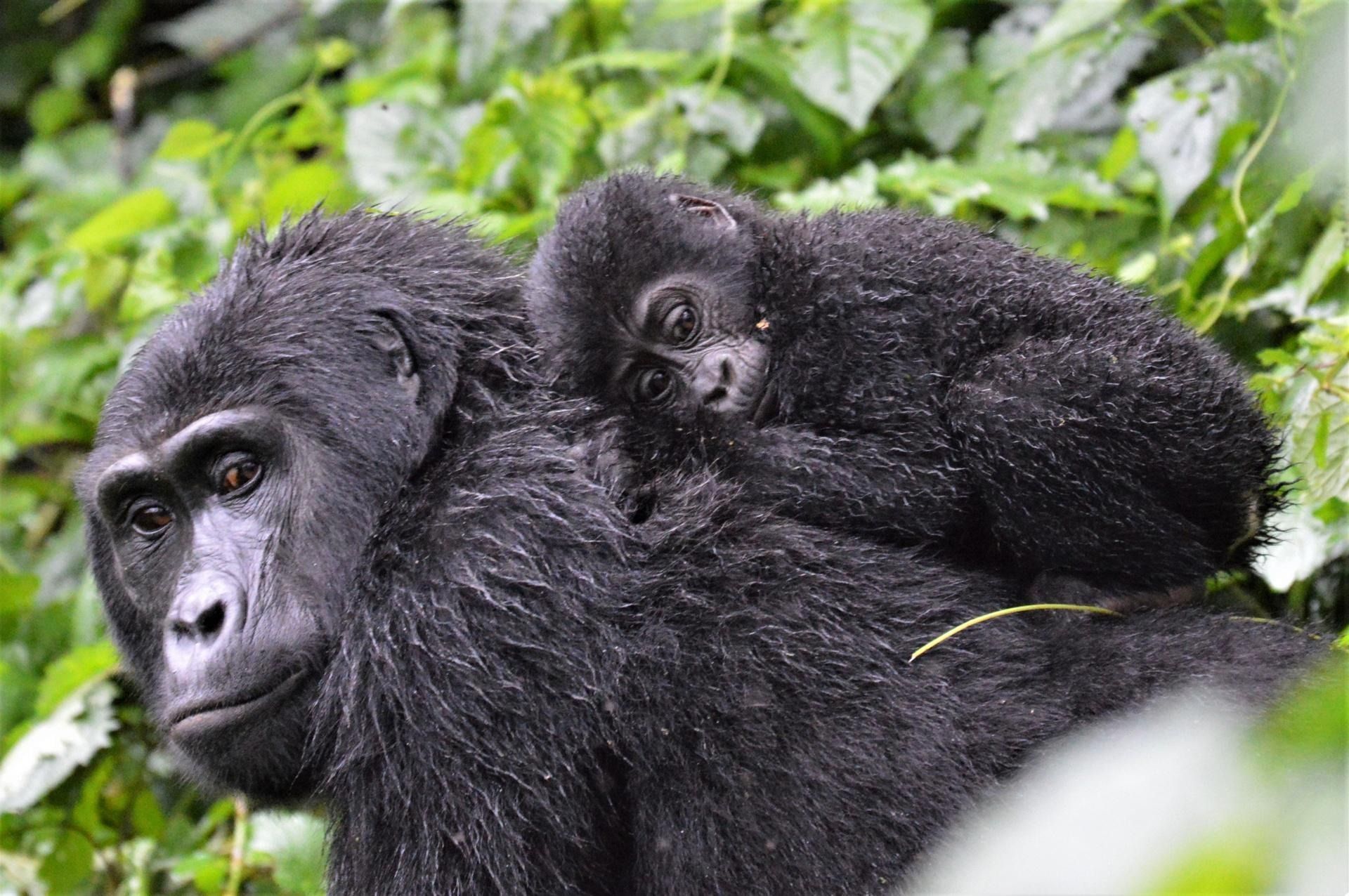 16 Day Face to Face with Africa's Giants Safari and Tour