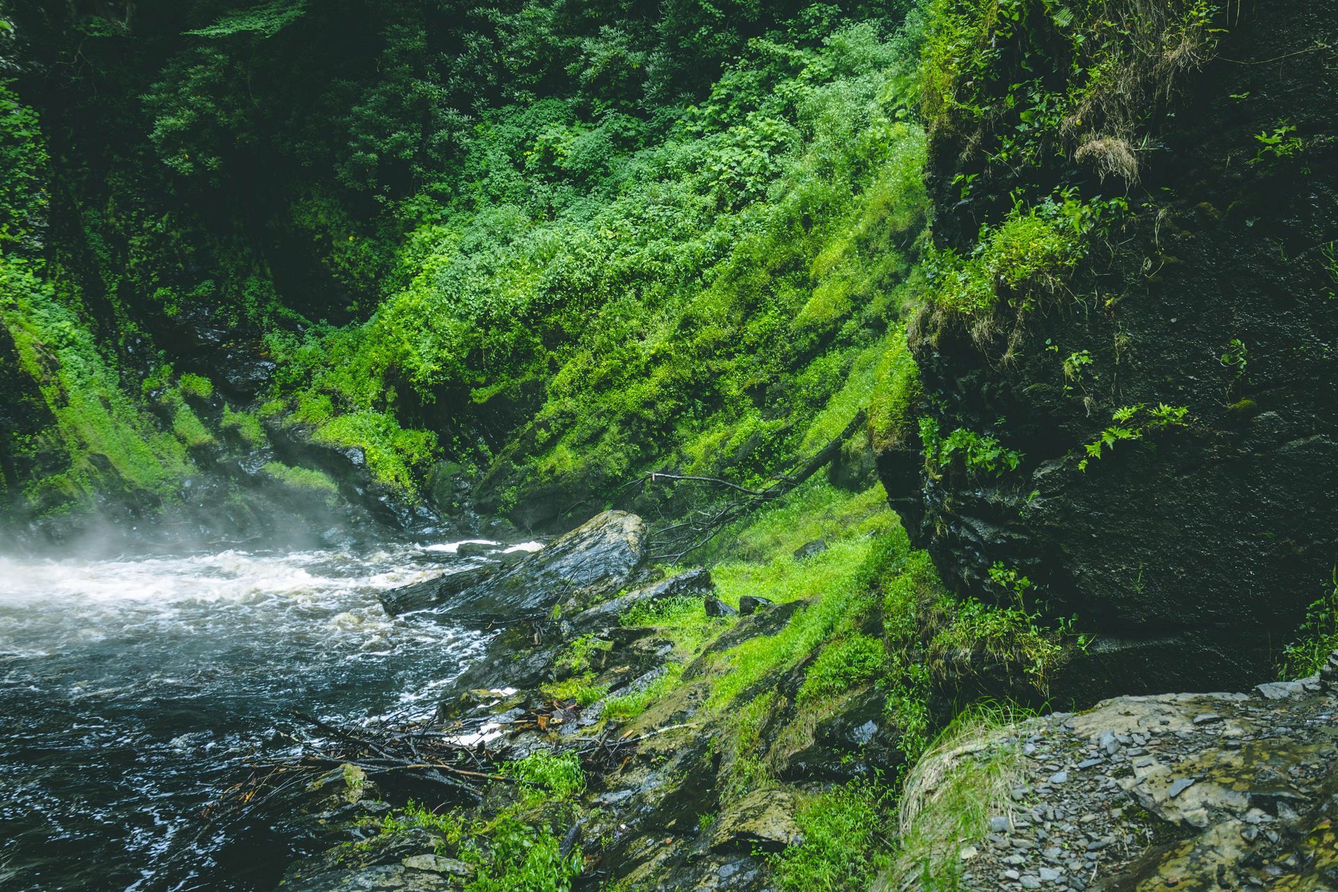 Lush green forest stream rushing past moss-covered rocks