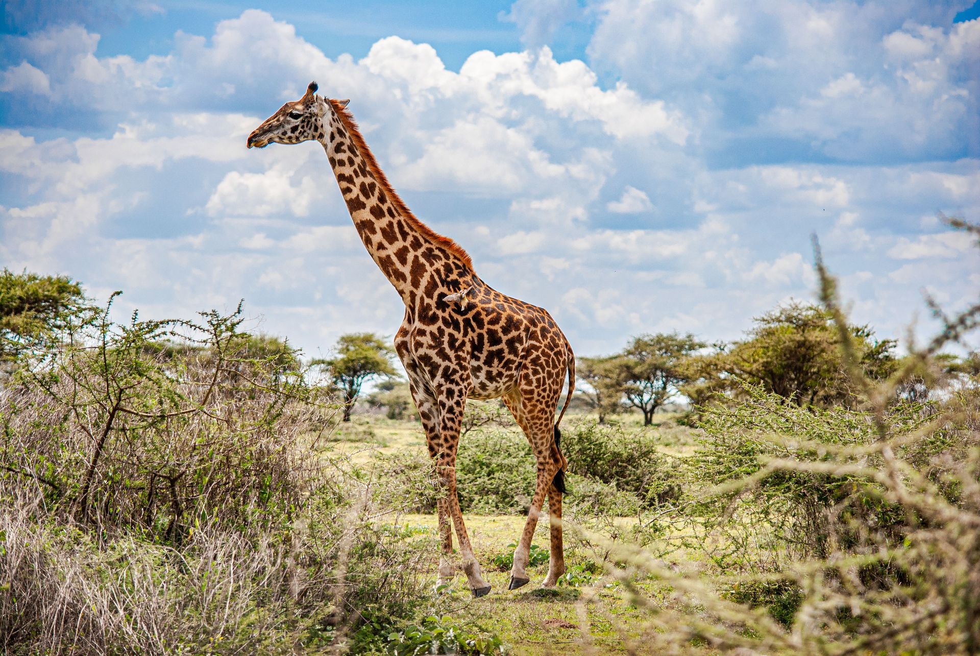 Giraffe standing in a grassy savanna under a cloudy blue sky