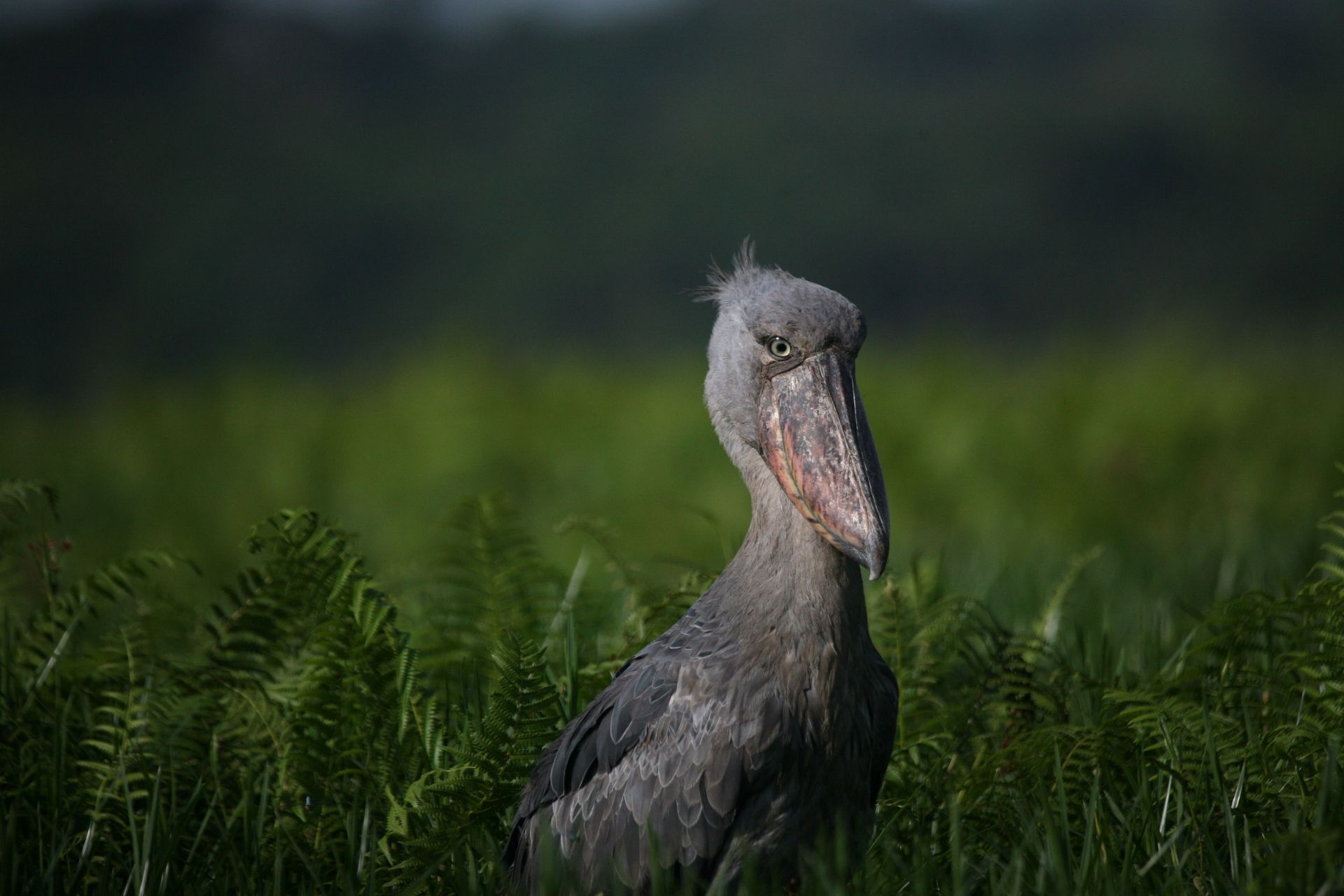 Grey shoebill standing in green reeds against a blurred dark background