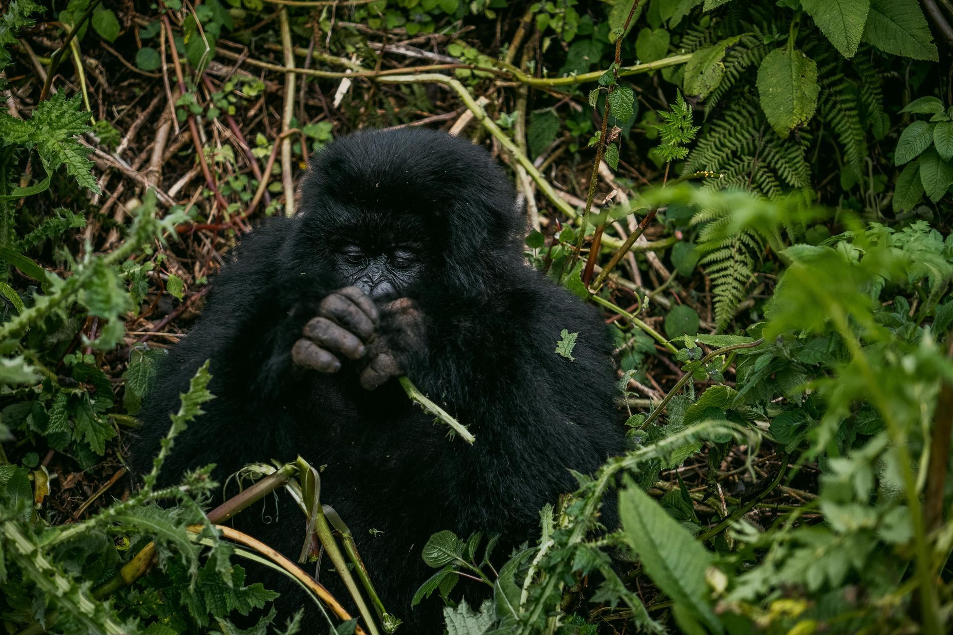 Black gorilla sitting in dense green foliage, holding a stem in its hands.