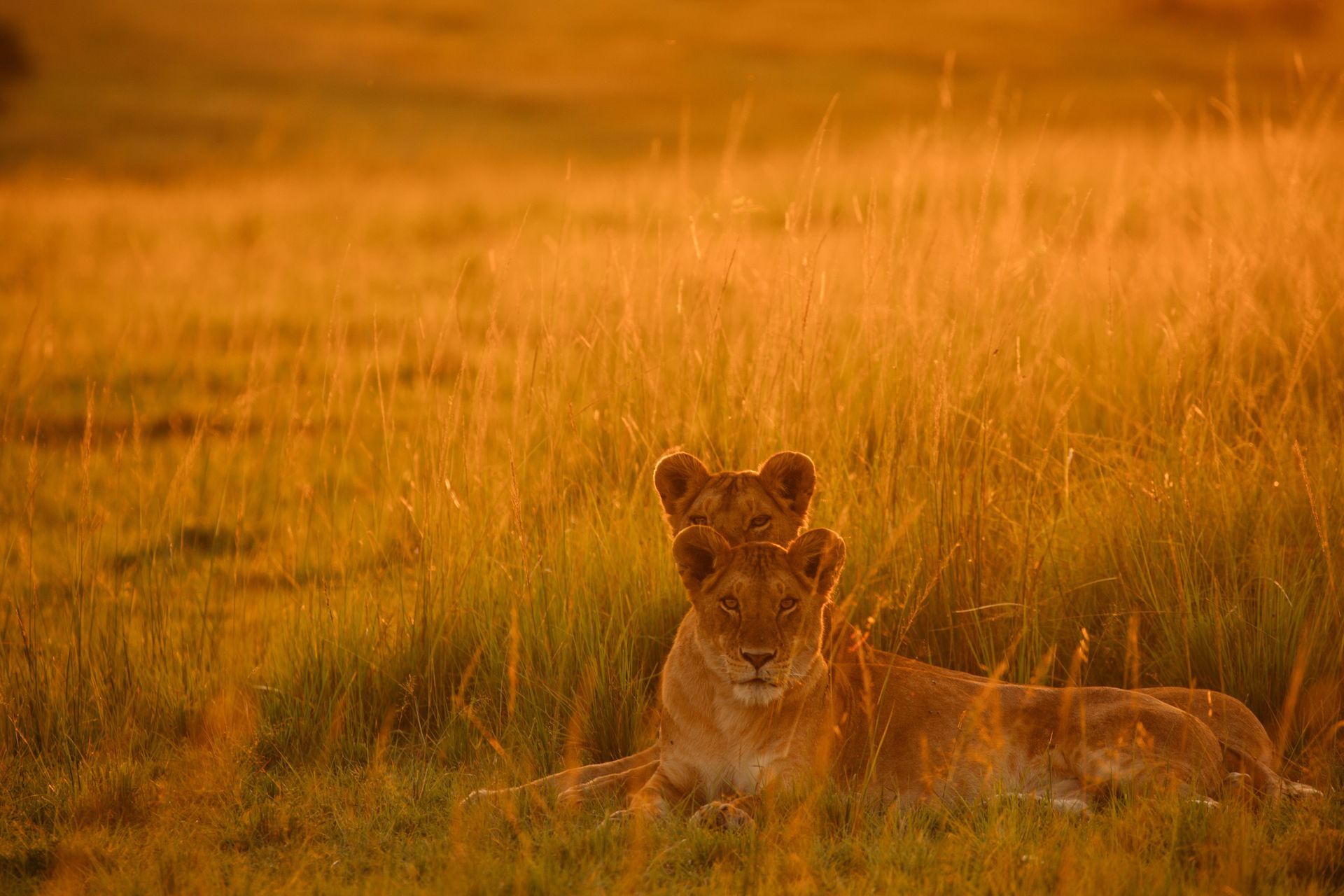 Lion resting in tall golden grass at sunset.