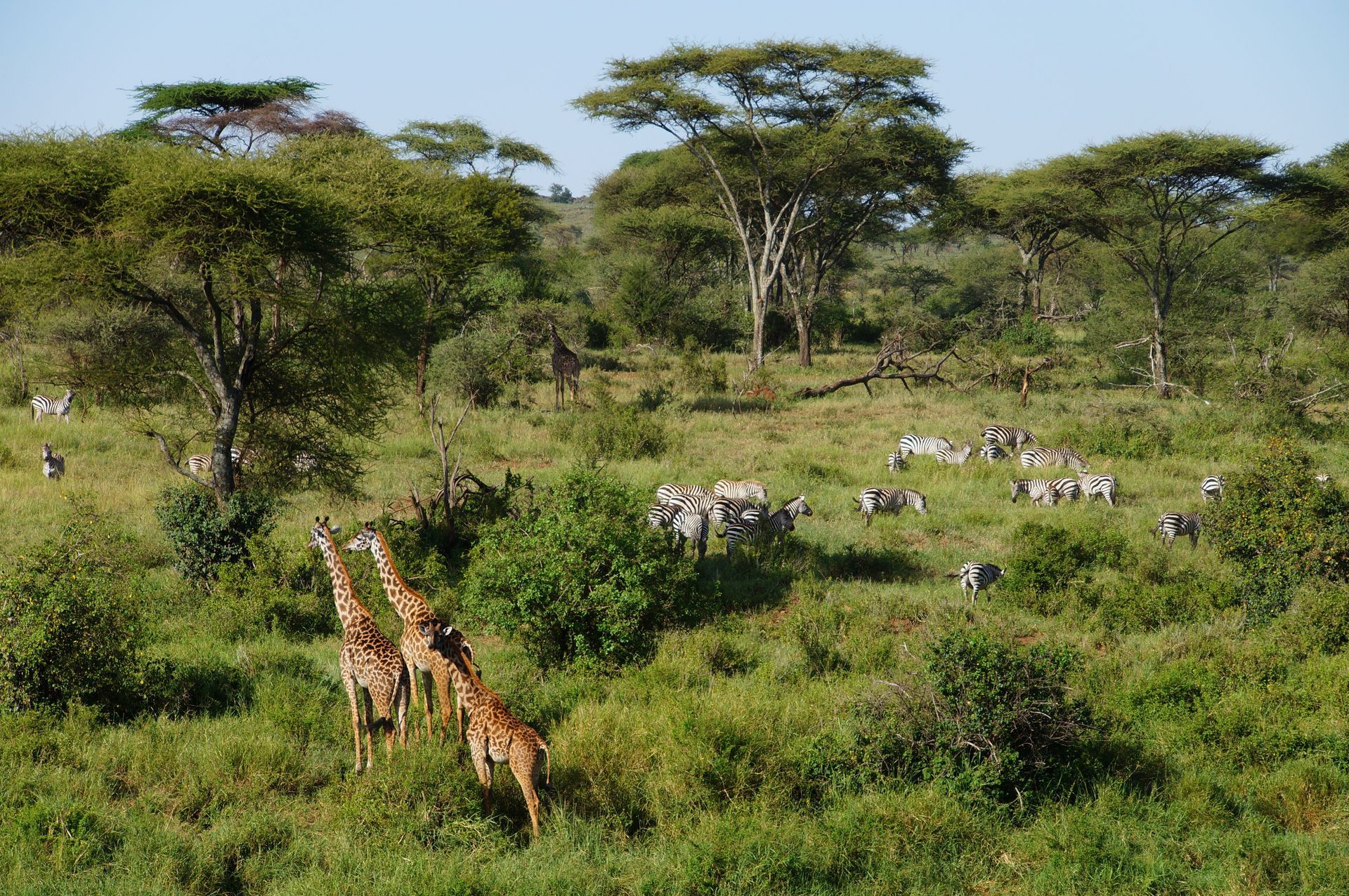 Giraffes and zebras grazing in a green savanna with scattered acacia trees.