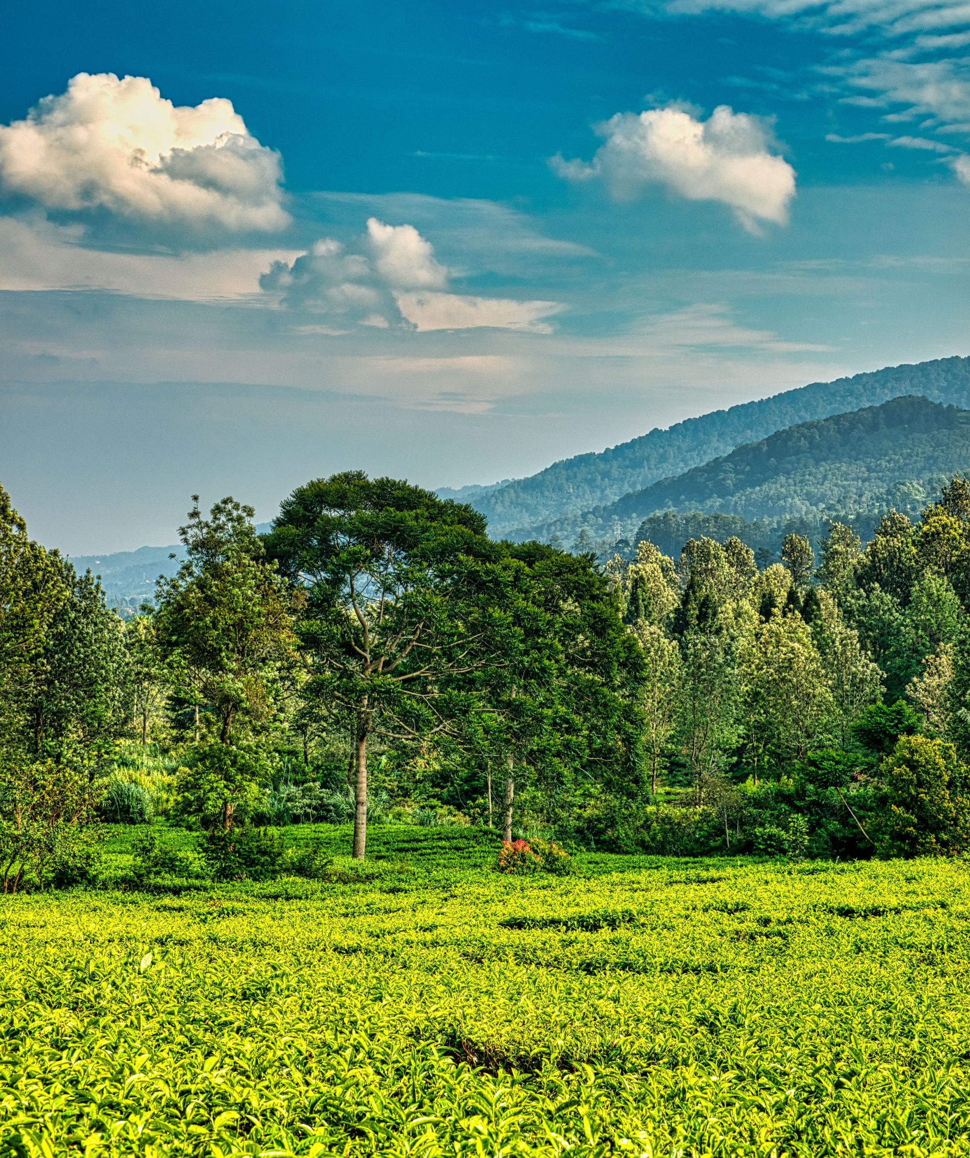 Bright green field with trees, a forested hill, and blue sky with clouds