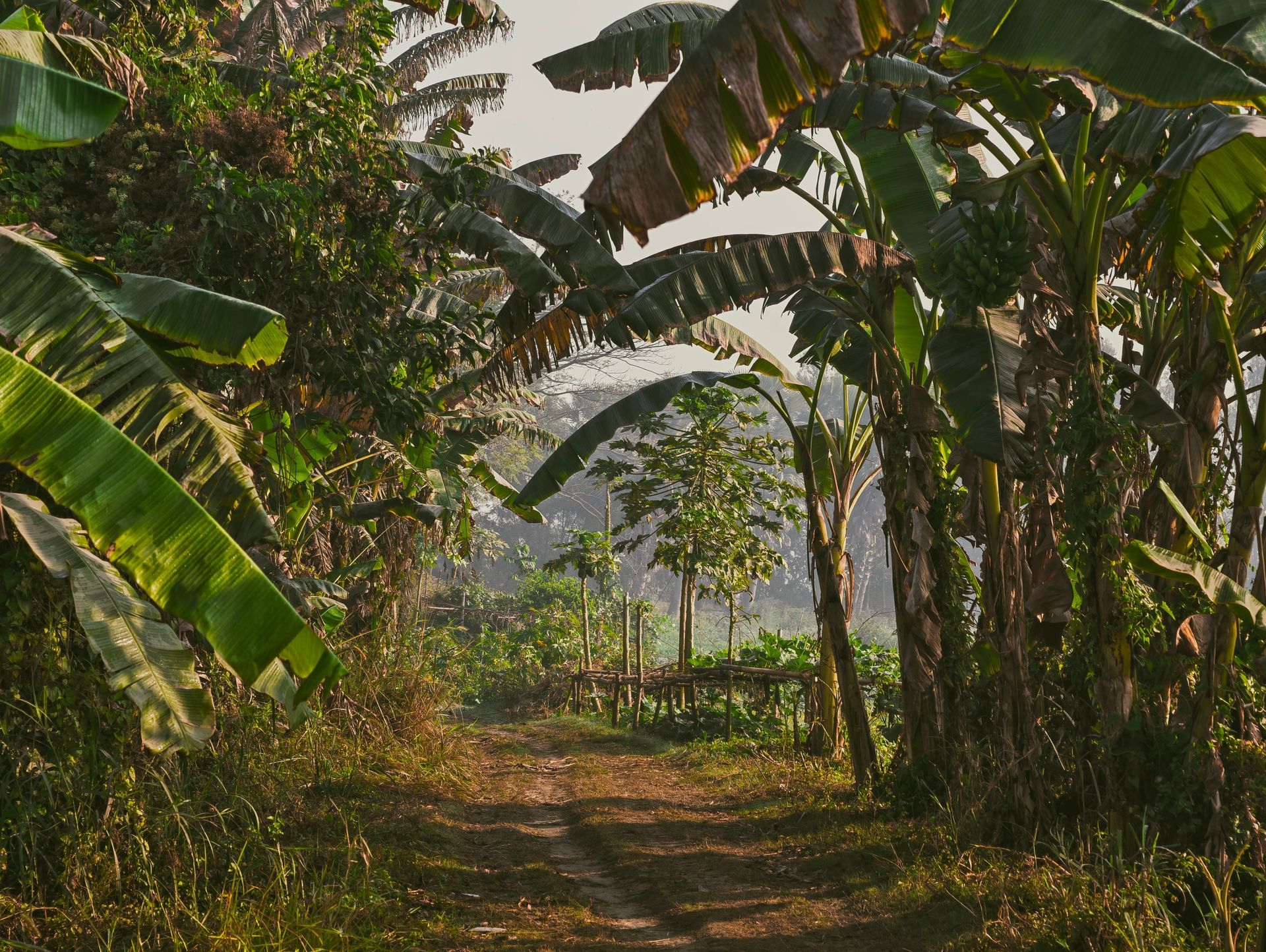 Sunlit dirt path through lush banana trees in a tropical garden