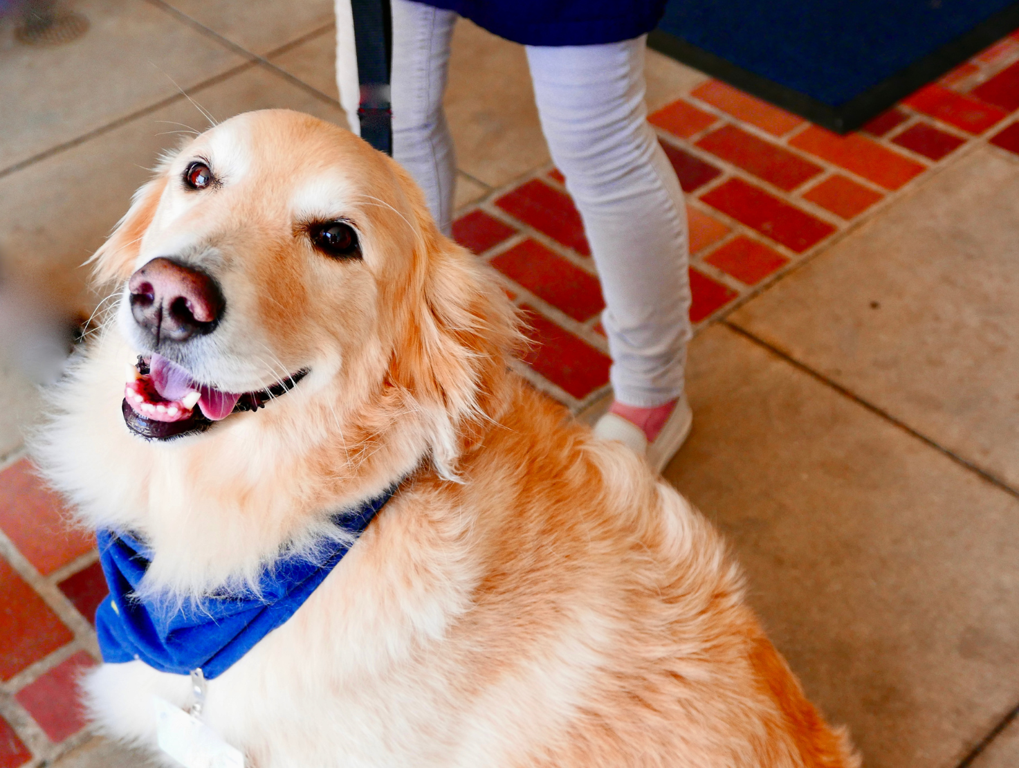 A dog is wearing a blue bandana is sitting next to a person