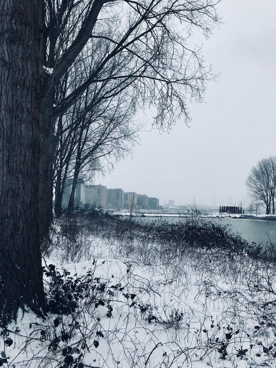 Besneeuwde rivieroever met bomen in de winter, gebouwen in de verte, bewolkte lucht.