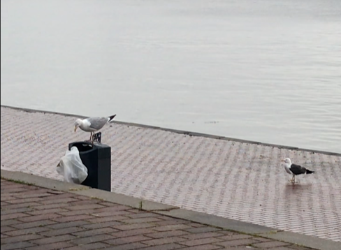 meeuw