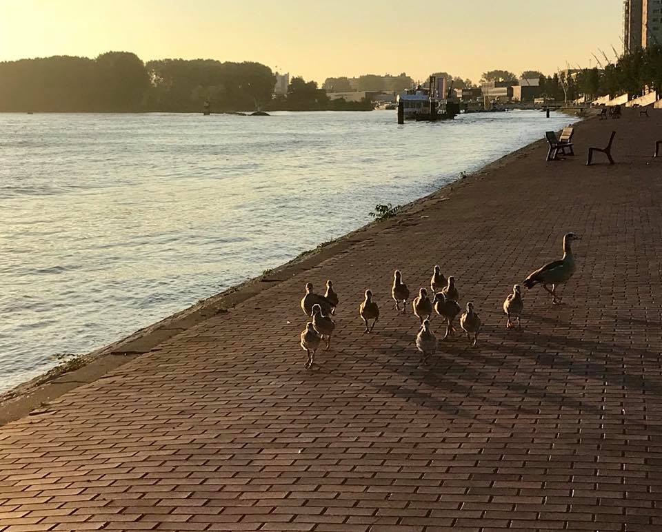 Ganzen en gansjes op een met bakstenen bestrate oeverpad bij een rivier, in het gouden licht van de zonsondergang.
